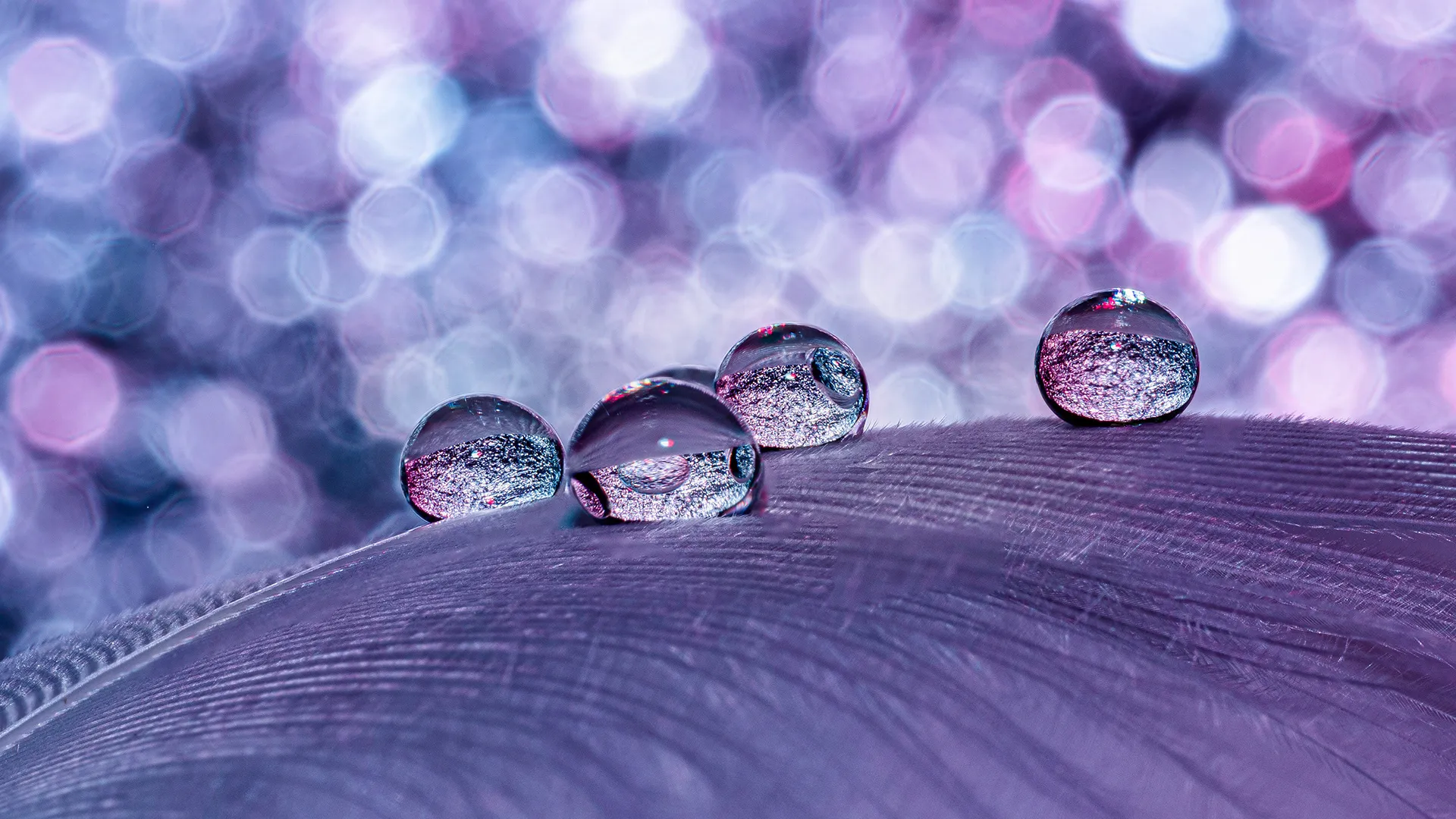 Des macros de gouttes d'eau sur des plumes d'oiseau et autres macrophotographie des gouttes deau sur des plumes de cygne 6 macrophotographie-des-gouttes-deau-sur-des-plumes-de-cygne-6