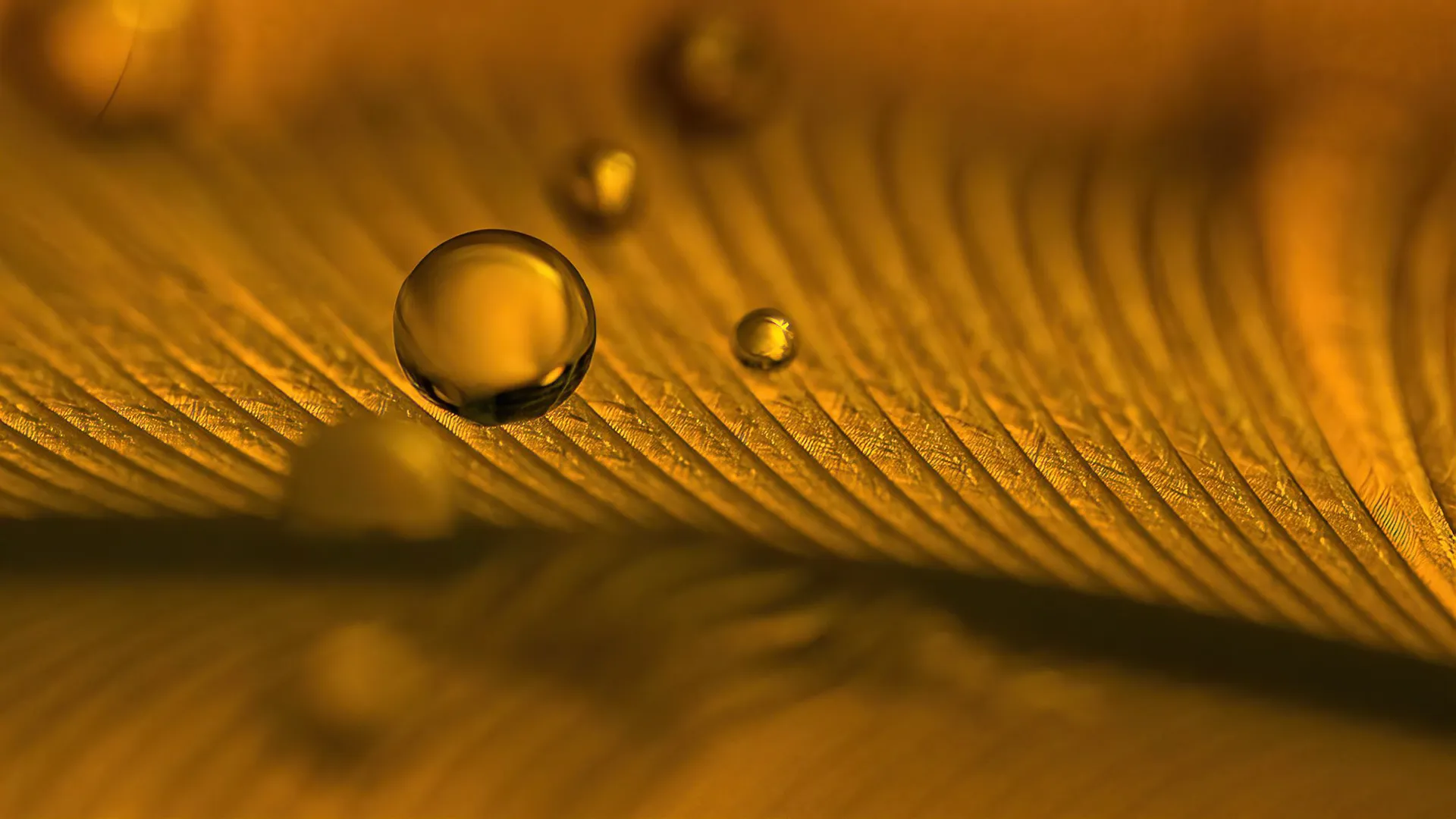 Des macros de gouttes d'eau sur des plumes d'oiseau et autres macrophotographie des gouttes deau sur support 2 macrophotographie-des-gouttes-deau-sur-support-2