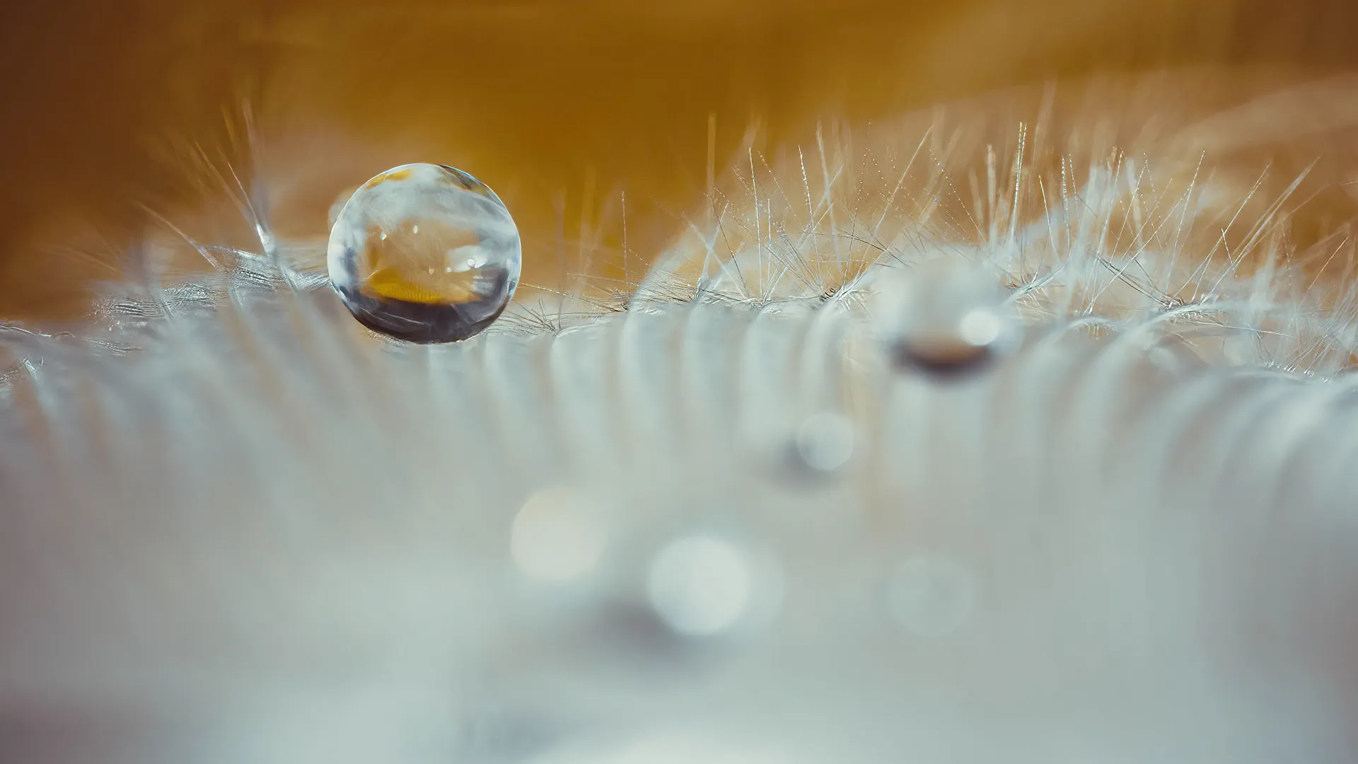 Des macros de gouttes d'eau sur des plumes d'oiseau et autres macrophotographie des gouttes deau sur support 3 macrophotographie-des-gouttes-deau-sur-support-3