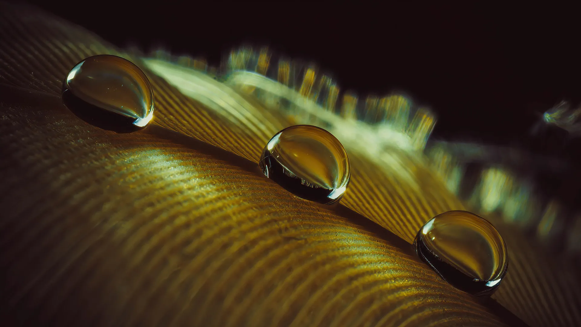 Des macros de gouttes d'eau sur des plumes d'oiseau et autres macrophotographie des gouttes deau sur support 4 macrophotographie-des-gouttes-deau-sur-support-4