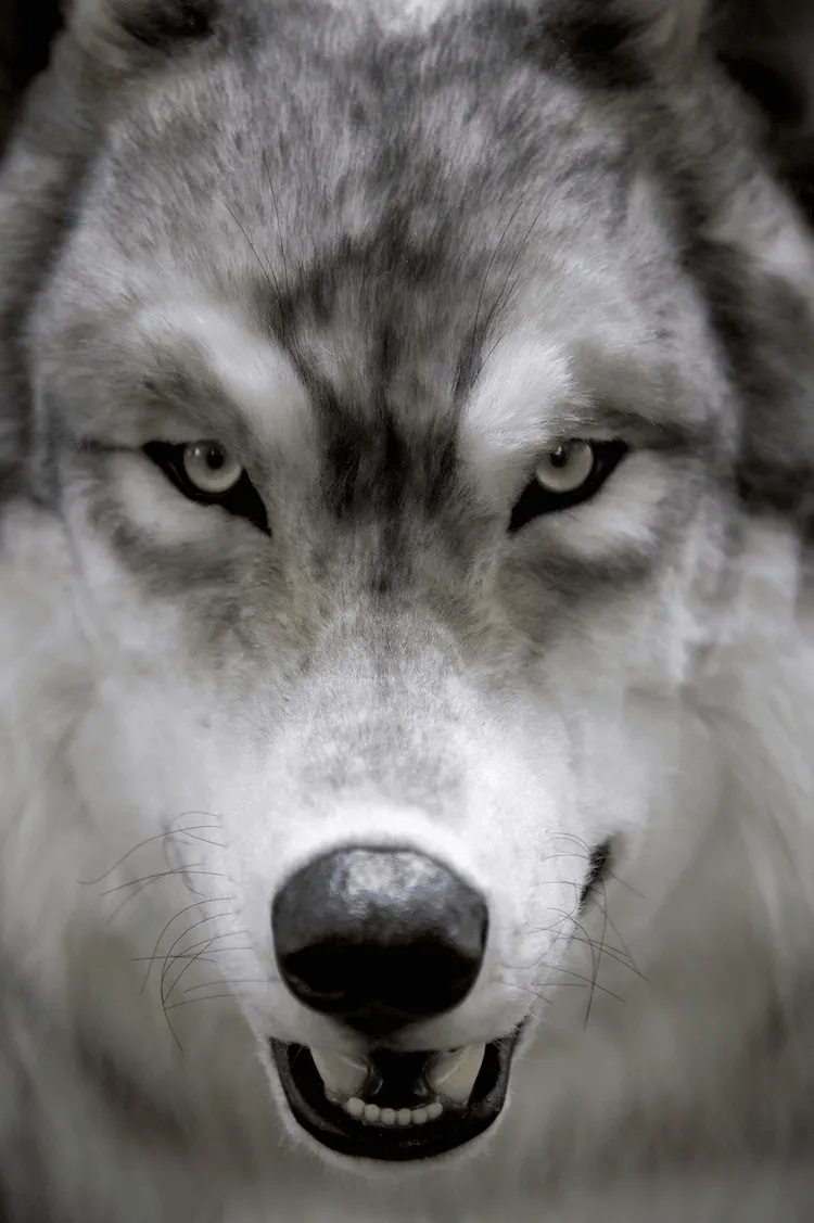 Un fantastique costume de loup hyper réaliste un fantastique costume de loup hyper realiste deguisement loup 4 un-fantastique-costume-de-loup-hyper-realiste-deguisement-loup-4