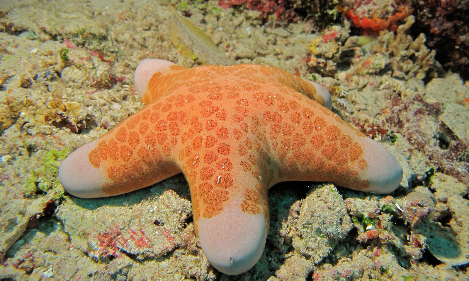 choriaster granulatus bunaken Choriaster granulatus, étoile de mer coussin granuleuse photographiée à Bunaken en Indonésie