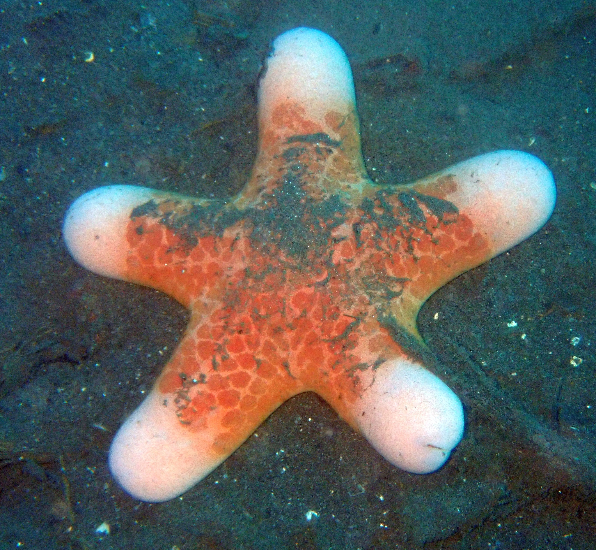 choriaster granulatus etoile de mer penis Choriaster granulatus, étoile de mer tropicale à cinq bras cylindriques et arrondis