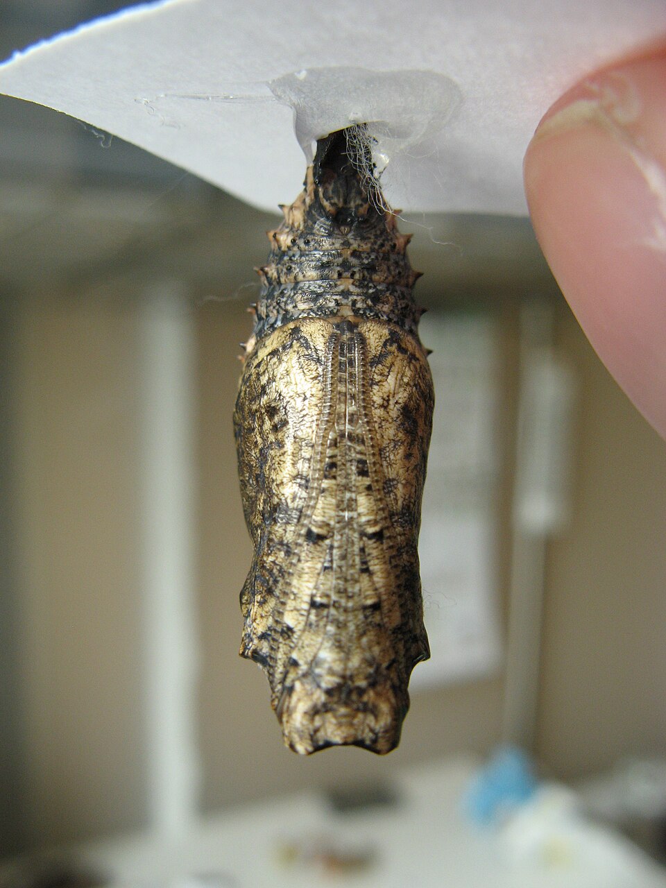Chrysalide de Kallima inachus, le papillon feuille morte Chrysalide de Kallima inachus, le papillon feuille morte