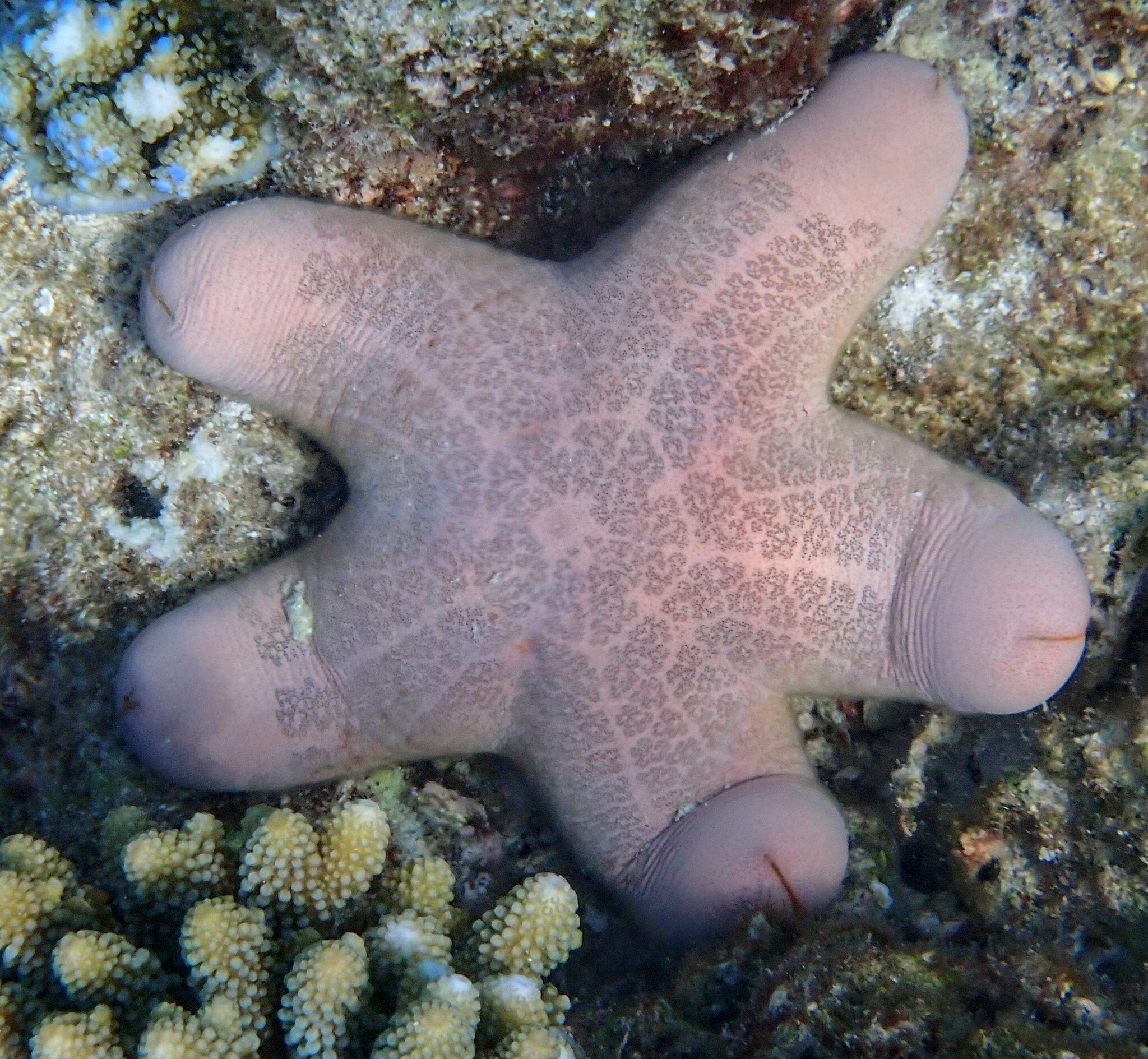 etoile coussin granuleuse etoile penis Étoile de mer coussin granuleuse Choriaster granulatus aux cinq bras courts et épais