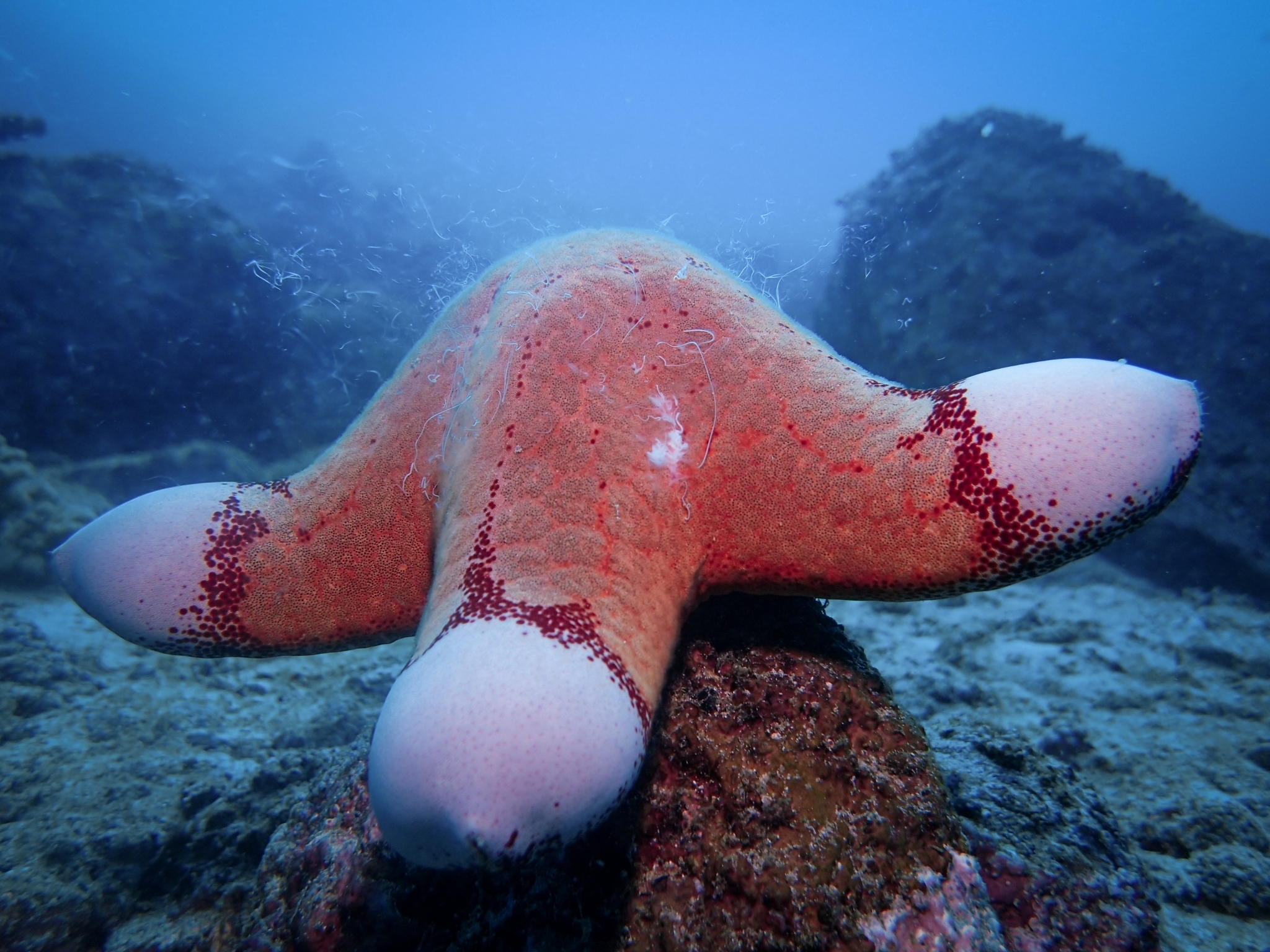 etoile de mer coussin granuleuse Étoile de mer coussin granuleuse Choriaster granulatus aux bras charnus et arrondis