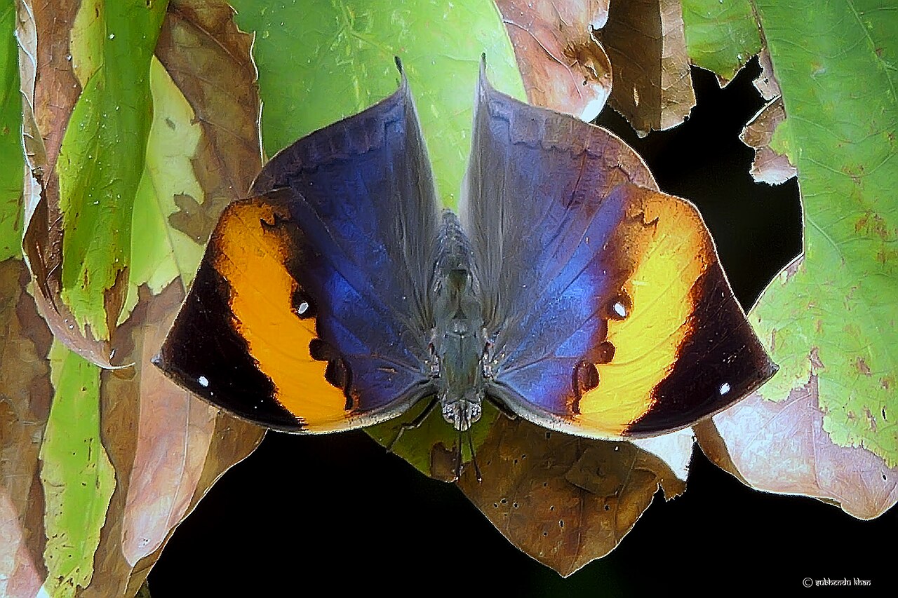 Kallima inachus ailes ouvertes orange et bleu violet Kallima inachus ailes ouvertes orange et bleu violet