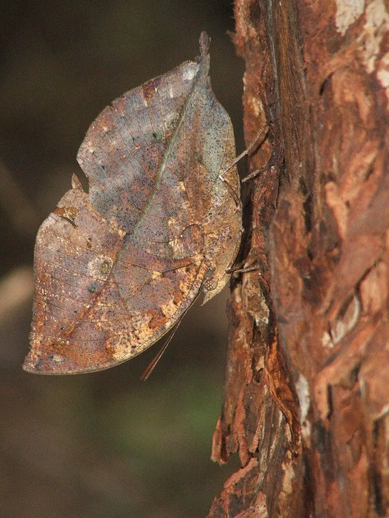 Kallima inachus, le papillon feuille qui se camoufle en feuille morte kallima inachus le papillon feuille qui se camoufle en feuille morte 3 kallima-inachus-le-papillon-feuille-qui-se-camoufle-en-feuille-morte-3