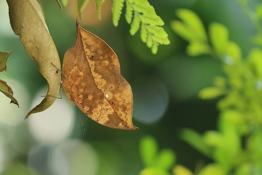 Kallima inachus, le papillon feuille qui se camoufle en feuille morte kallima inachus le papillon feuille qui se camoufle en feuille morte 4 kallima-inachus-le-papillon-feuille-qui-se-camoufle-en-feuille-morte-4.