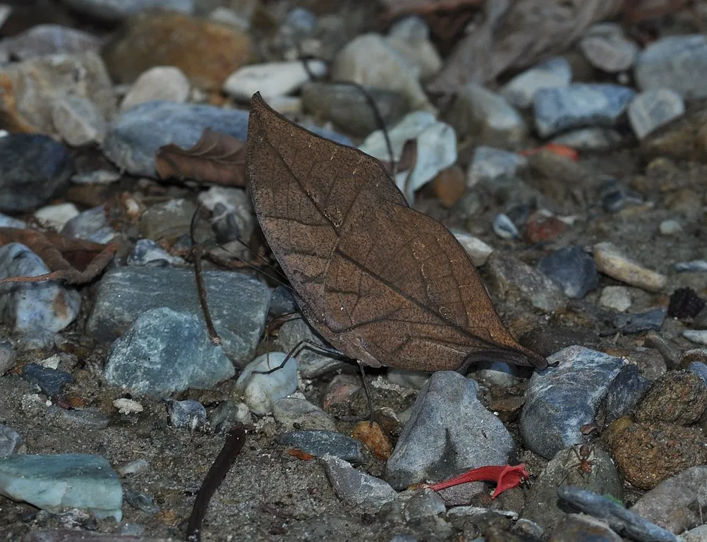 Kallima inachus, le papillon feuille qui se camoufle en feuille morte kallima inachus le papillon feuille qui se camoufle en feuille morte 5 kallima-inachus-le-papillon-feuille-qui-se-camoufle-en-feuille-morte-5