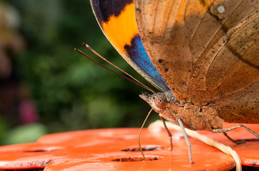 Kallima inachus, le papillon feuille qui se camoufle en feuille morte kallima inachus le papillon feuille qui se camoufle en feuille morte 6 kallima-inachus-le-papillon-feuille-qui-se-camoufle-en-feuille-morte-6