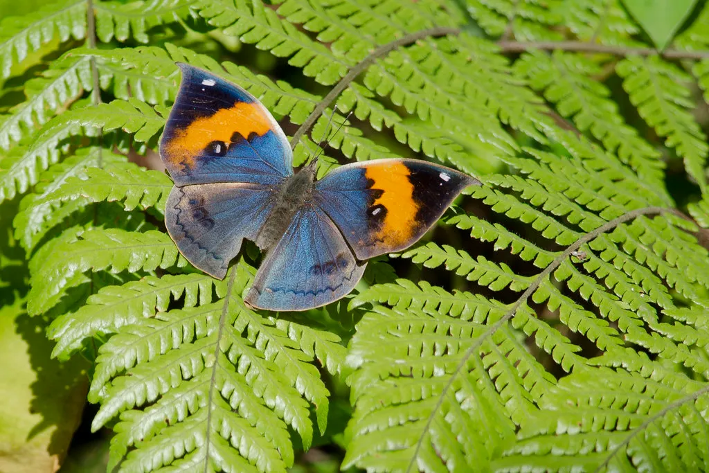 Kallima inachus, le papillon feuille qui se camoufle en feuille morte kallima inachus le papillon feuille qui se camoufle en feuille morte 7 kallima-inachus-le-papillon-feuille-qui-se-camoufle-en-feuille-morte-7