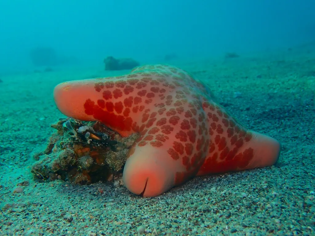 La suggestive étoile de mer coussin granuleuse la suggestive etoile de mer coussin granuleuse etoile de mer penis 10 la-suggestive-etoile-de-mer-coussin-granuleuse-etoile-de-mer-penis-10