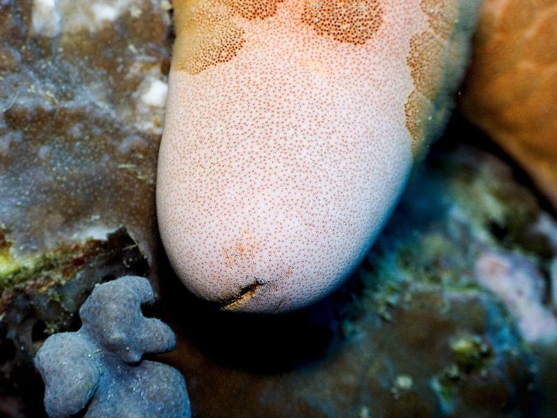 La suggestive étoile de mer coussin granuleuse la suggestive etoile de mer coussin granuleuse etoile de mer penis 2 la-suggestive-etoile-de-mer-coussin-granuleuse-etoile-de-mer-penis-2