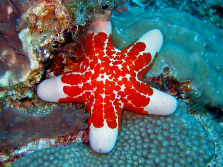 La suggestive étoile de mer coussin granuleuse la suggestive etoile de mer coussin granuleuse etoile de mer penis 5 la-suggestive-etoile-de-mer-coussin-granuleuse-etoile-de-mer-penis-