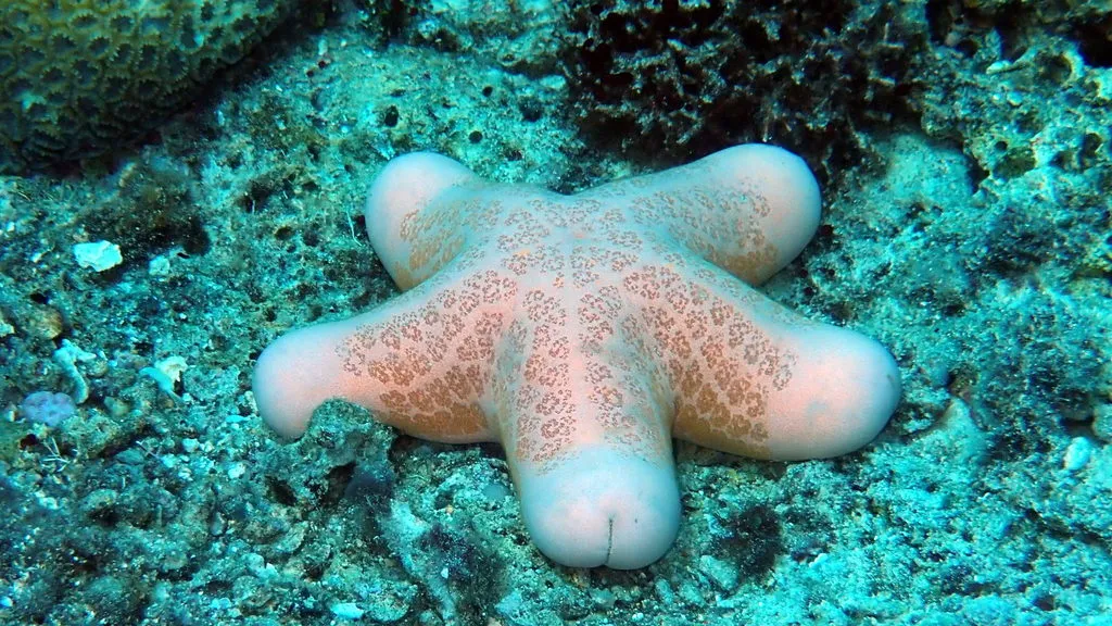 La suggestive étoile de mer coussin granuleuse la suggestive etoile de mer coussin granuleuse etoile de mer penis 6 1 la-suggestive-etoile-de-mer-coussin-granuleuse-etoile-de-mer-penis-6