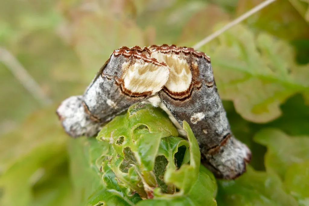 Le bucéphale, papillon bout de bois le bucephale papillon bout de bois phalera becephala 5 le-bucephale-papillon-bout-de-bois-phalera-becephala-5