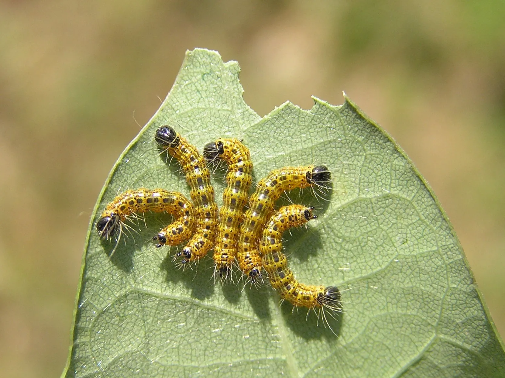 Le bucéphale, papillon bout de bois le bucephale papillon bout de bois phalera becephala 7 le-bucephale-papillon-bout-de-bois-phalera-becephala-7