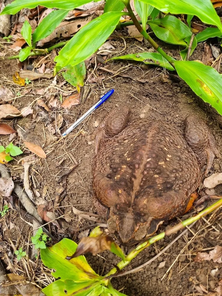 Toadzilla: la découverte d'un crapaud géant dans une forêt australienne toadzilla la decouverte dun crapaud geant dans une foret australienne 2 toadzilla-la-decouverte-dun-crapaud-geant-dans-une-foret-australienne-2
