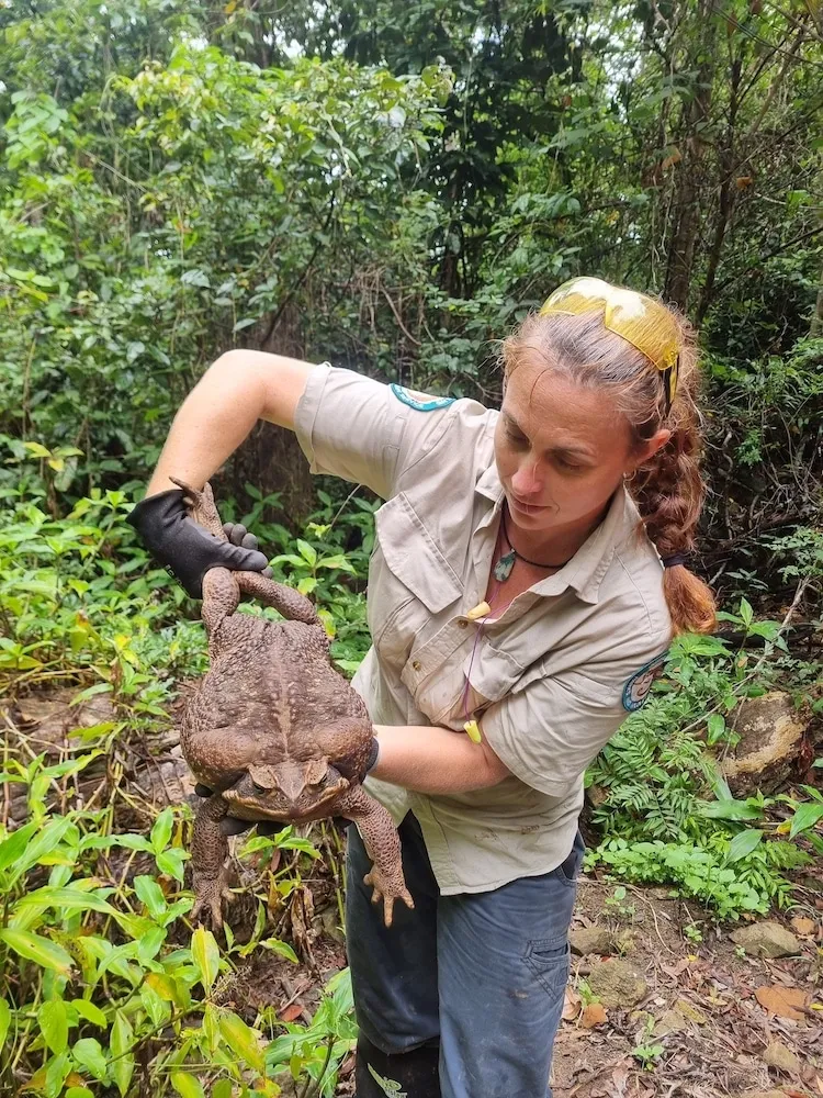 Toadzilla: la découverte d'un crapaud géant dans une forêt australienne toadzilla la decouverte dun crapaud geant dans une foret australienne 3 toadzilla-la-decouverte-dun-crapaud-geant-dans-une-foret-australienne-3