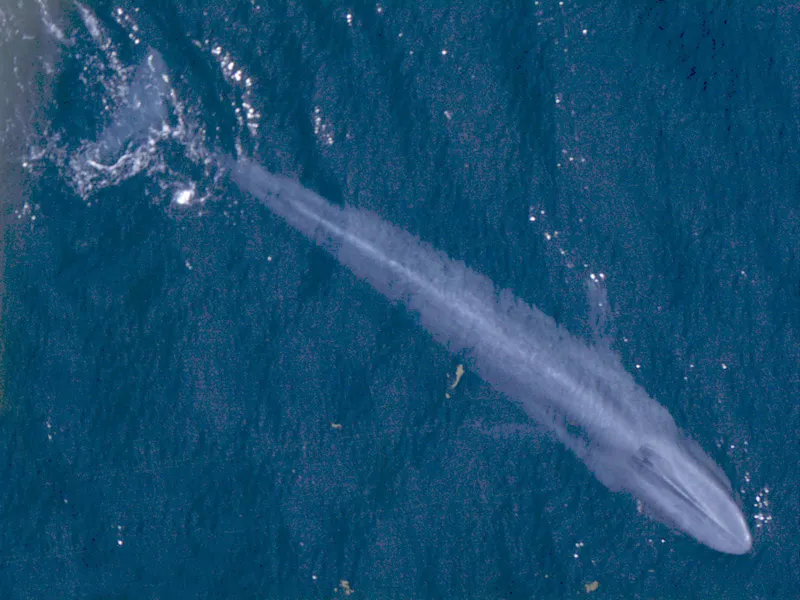 comparaison de la taille des animaux baleine bleue baleine bleue vue de dessus, le plus grand animal connu par la masse
