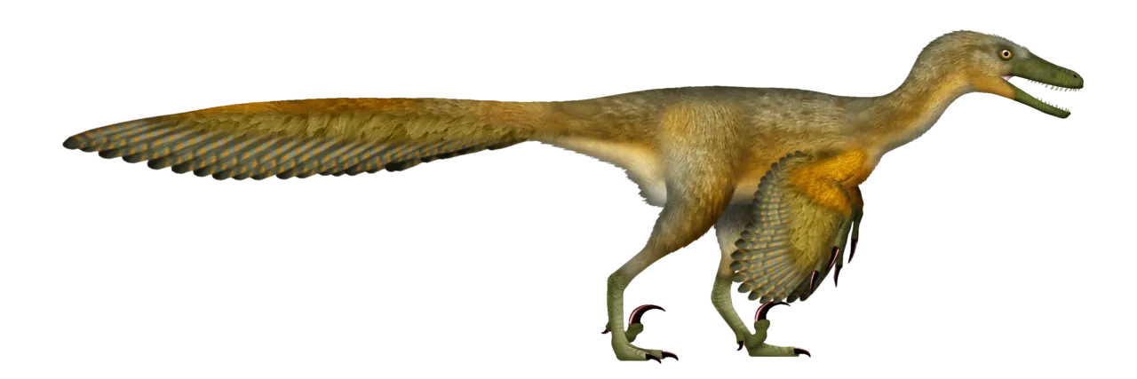 comparaison de la taille des animaux velociraptor vélociraptor emplumé comparé à l’image populaire du dinosaure de cinéma