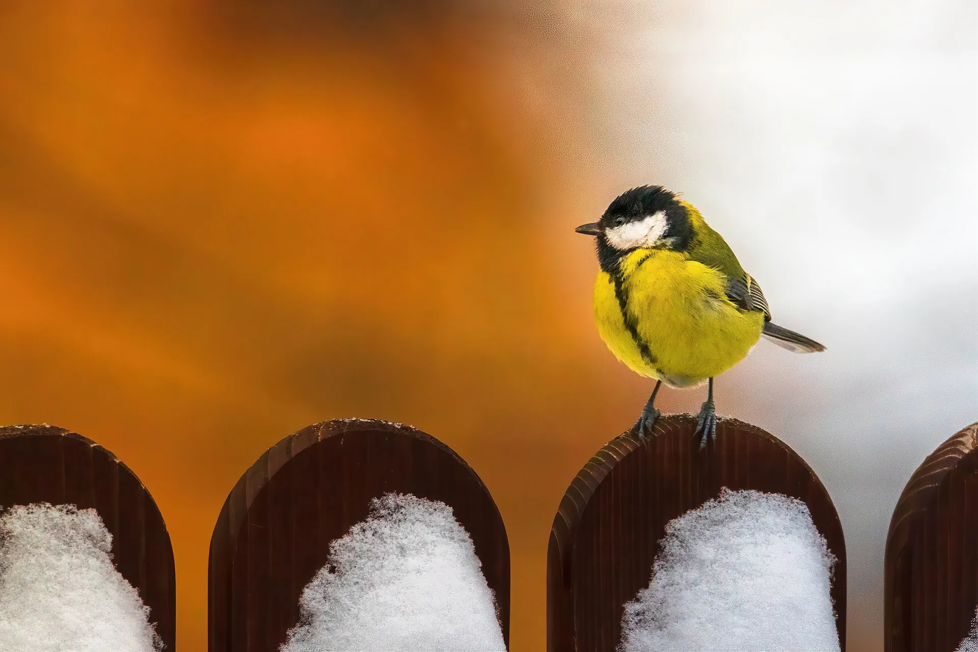 Des portraits de mésanges bleues et charbonnières en hiver par Michał Skarbiński des portraits de mesanges bleues et charbonnieres en hiver par michal skarbinski 3 des-portraits-de-mesanges-bleues-et-charbonnieres-en-hiver-par-michal-skarbinski-3