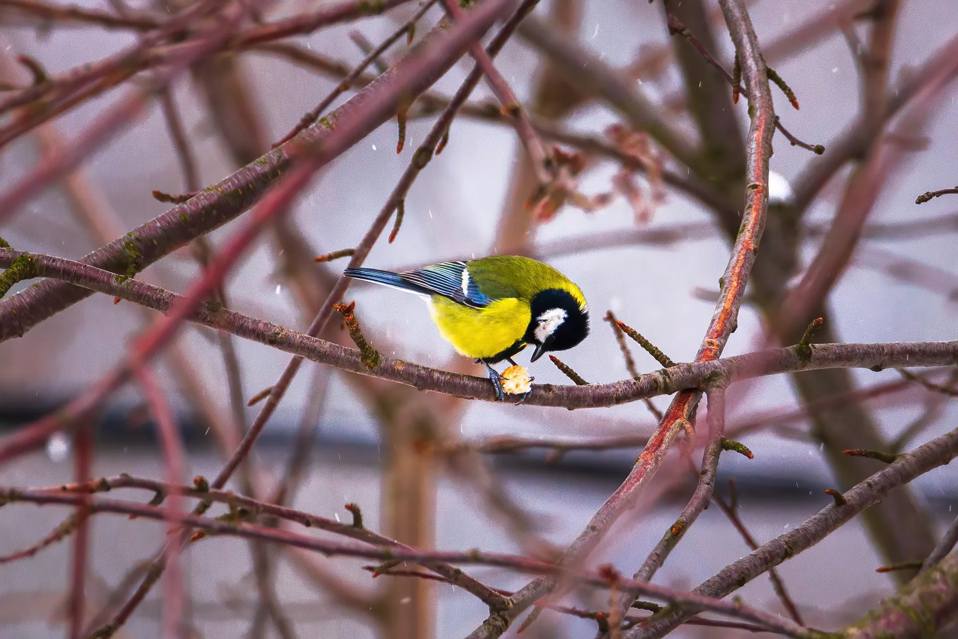 Des portraits de mésanges bleues et charbonnières en hiver par Michał Skarbiński des portraits de mesanges bleues et charbonnieres en hiver par michal skarbinski 4 des-portraits-de-mesanges-bleues-et-charbonnieres-en-hiver-par-michal-skarbinski-4
