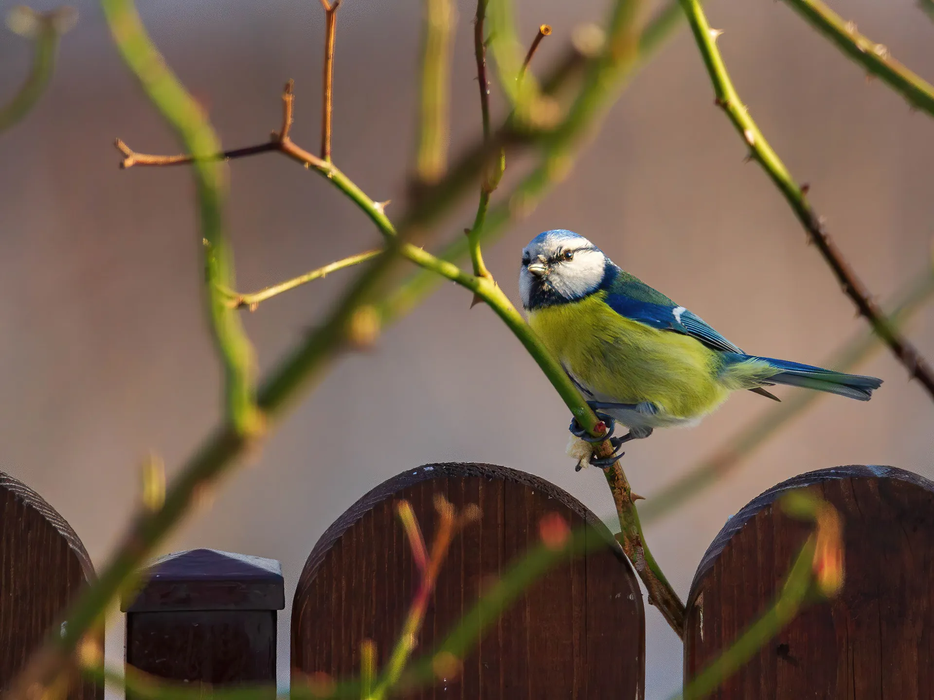 Des portraits de mésanges bleues et charbonnières en hiver par Michał Skarbiński des portraits de mesanges bleues et charbonnieres en hiver par michal skarbinski 5 des-portraits-de-mesanges-bleues-et-charbonnieres-en-hiver-par-michal-skarbinski-5