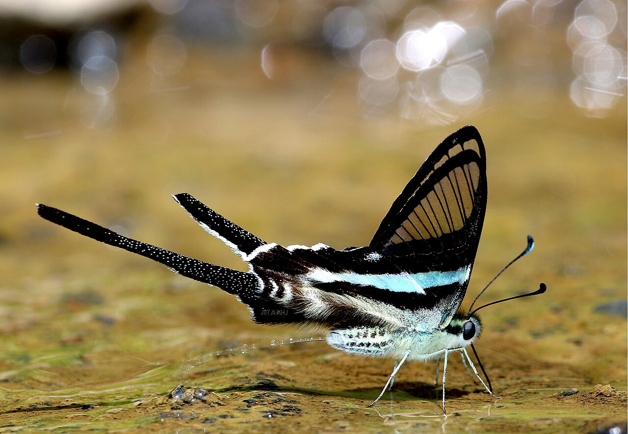 lamproptera meges expulsion eau Lamproptera meges, papillon à queue de dragon vert expulsant une goutte d'eau après avoir absorbé des liquides sur un sol humide