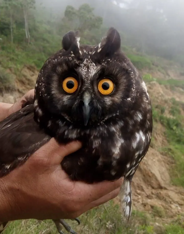 Le hibou maître-bois ou chouette du diable le hibou maitre bois ou chouette du diable 2 le-hibou-maitre-bois-ou-chouette-du-diable-2
