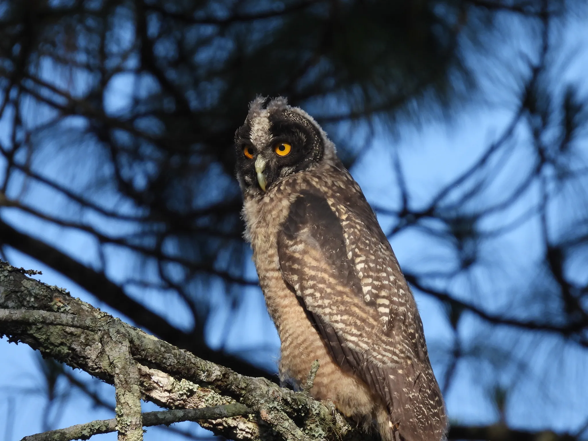Le hibou maître-bois ou chouette du diable le hibou maitre bois ou chouette du diable 4 le-hibou-maitre-bois-ou-chouette-du-diable-4.