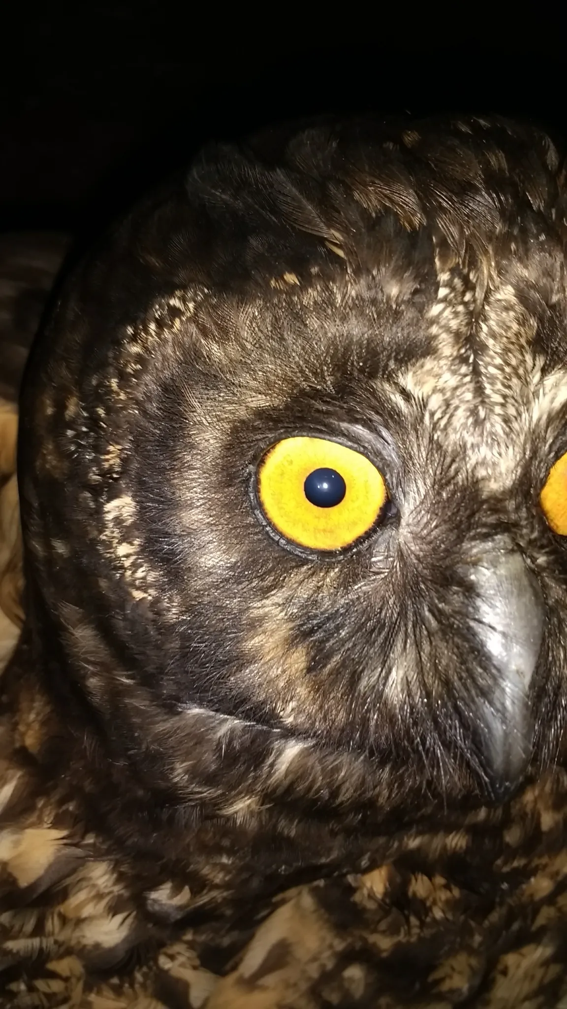 Le hibou maître-bois ou chouette du diable le hibou maitre bois ou chouette du diable 5 le-hibou-maitre-bois-ou-chouette-du-diable-5