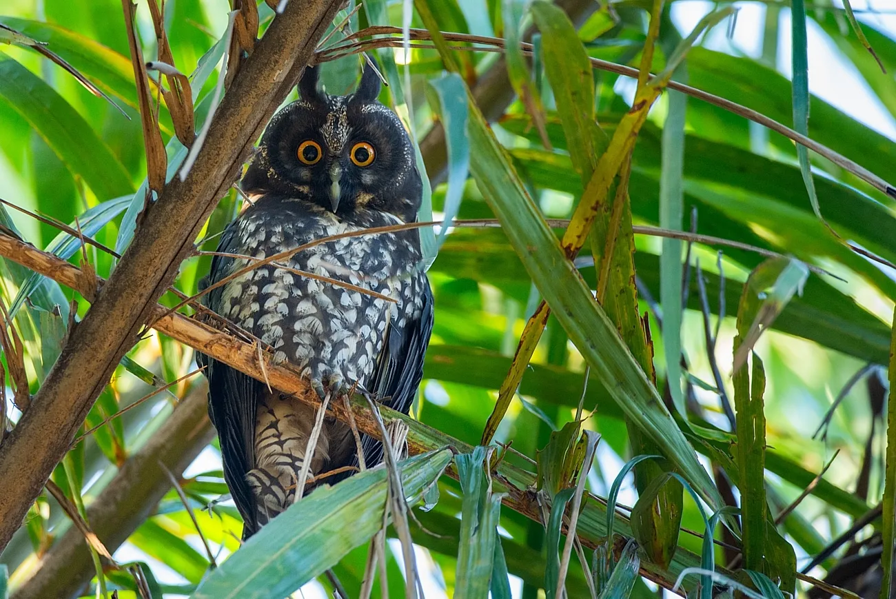 Le hibou maître-bois ou chouette du diable le hibou maitre bois ou chouette du diable 6 le-hibou-maitre-bois-ou-chouette-du-diable-6