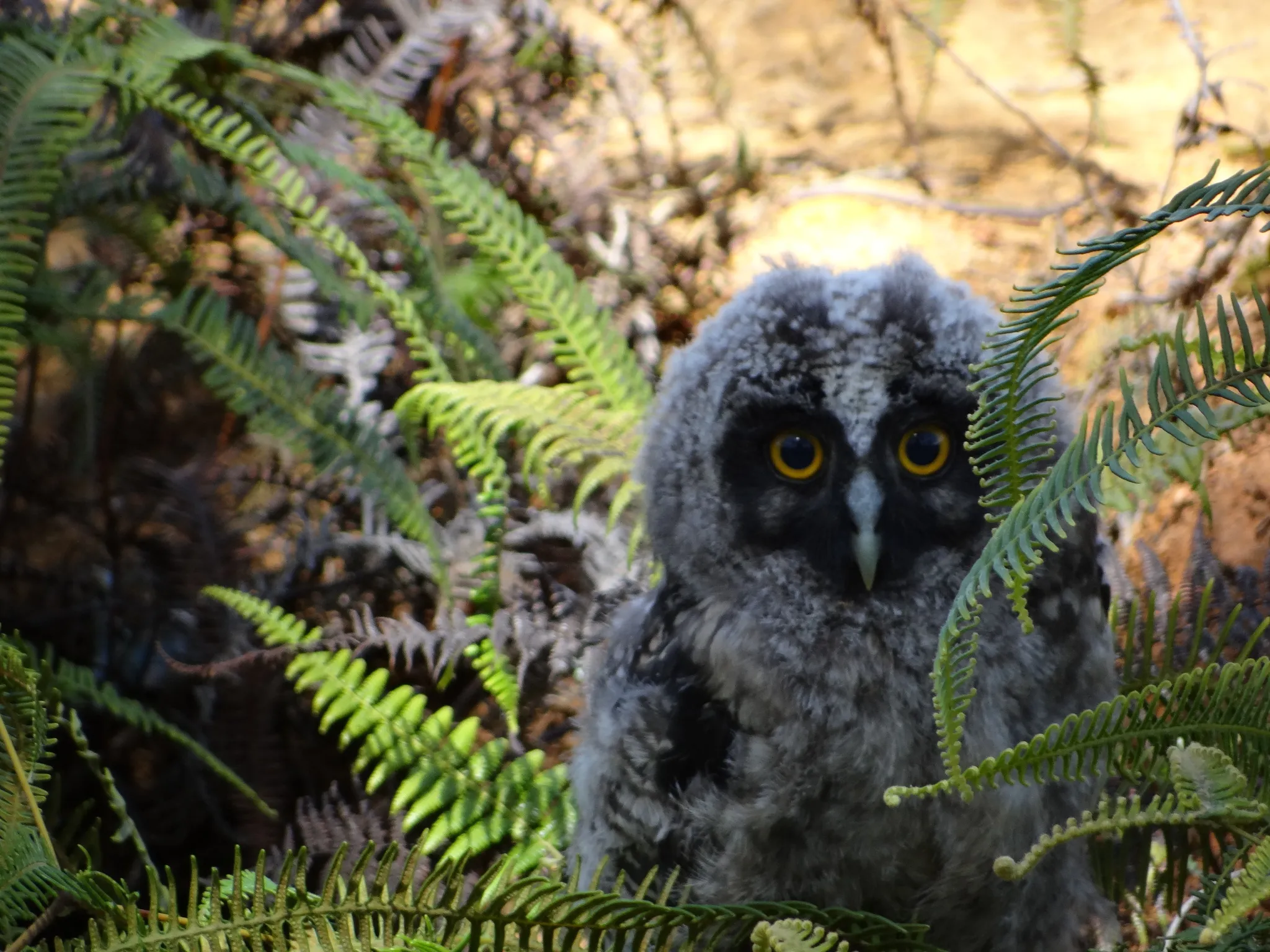 Le hibou maître-bois ou chouette du diable le hibou maitre bois ou chouette du diable 7 le-hibou-maitre-bois-ou-chouette-du-diable-7
