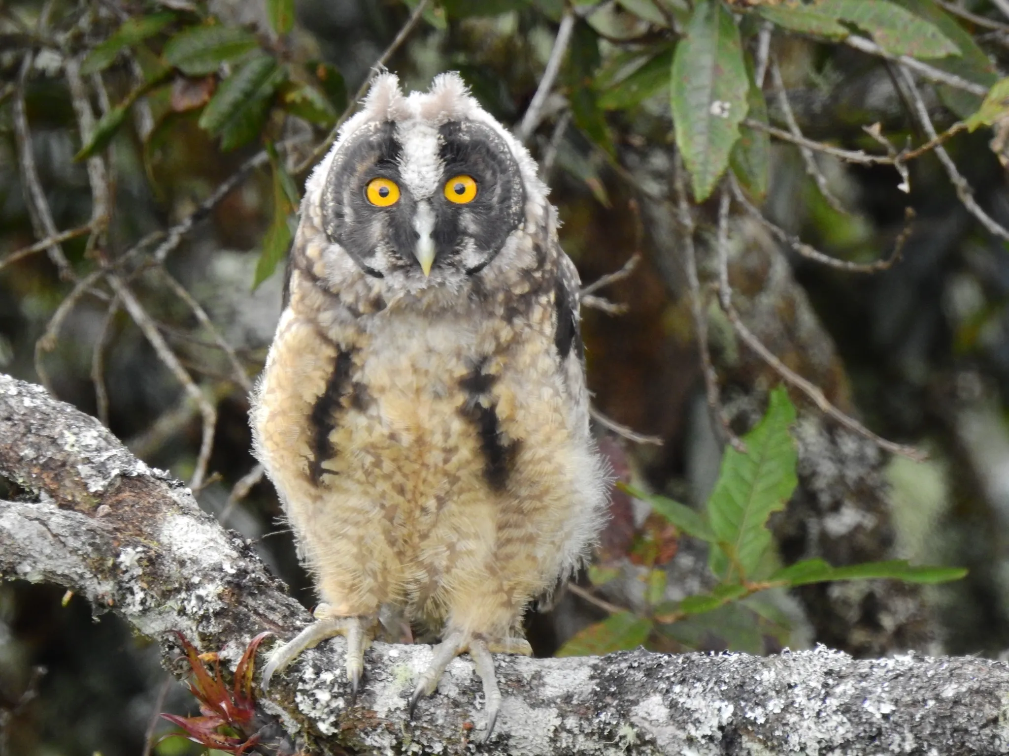 Le hibou maître-bois ou chouette du diable le hibou maitre bois ou chouette du diable 8 le-hibou-maitre-bois-ou-chouette-du-diable-8