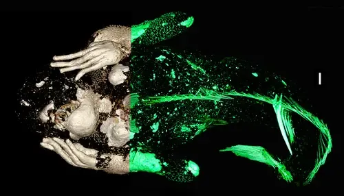 Le mystère de la momie sirène résolu le mystere de la momie sirene resolu enju in asakuchi japon ningyo 5 le-mystere-de-la-momie-sirene-resolu-enju-in-asakuchi-japon-ningyo-5