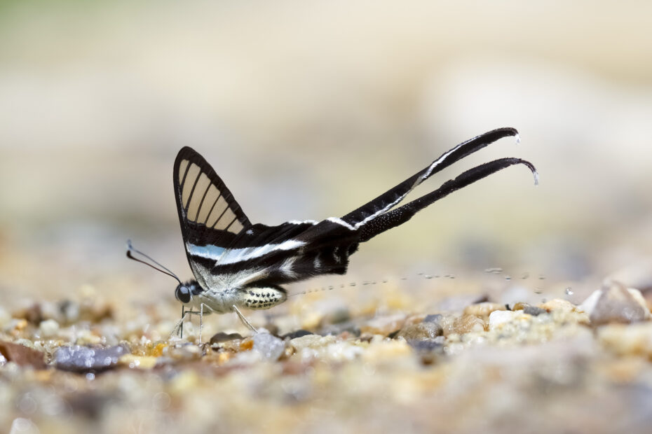 Le magnifique vol du papillon à queue de dragon vert papillon queue dragon vert inaturalist Papillon à queue de dragon vert (Lamproptera meges)