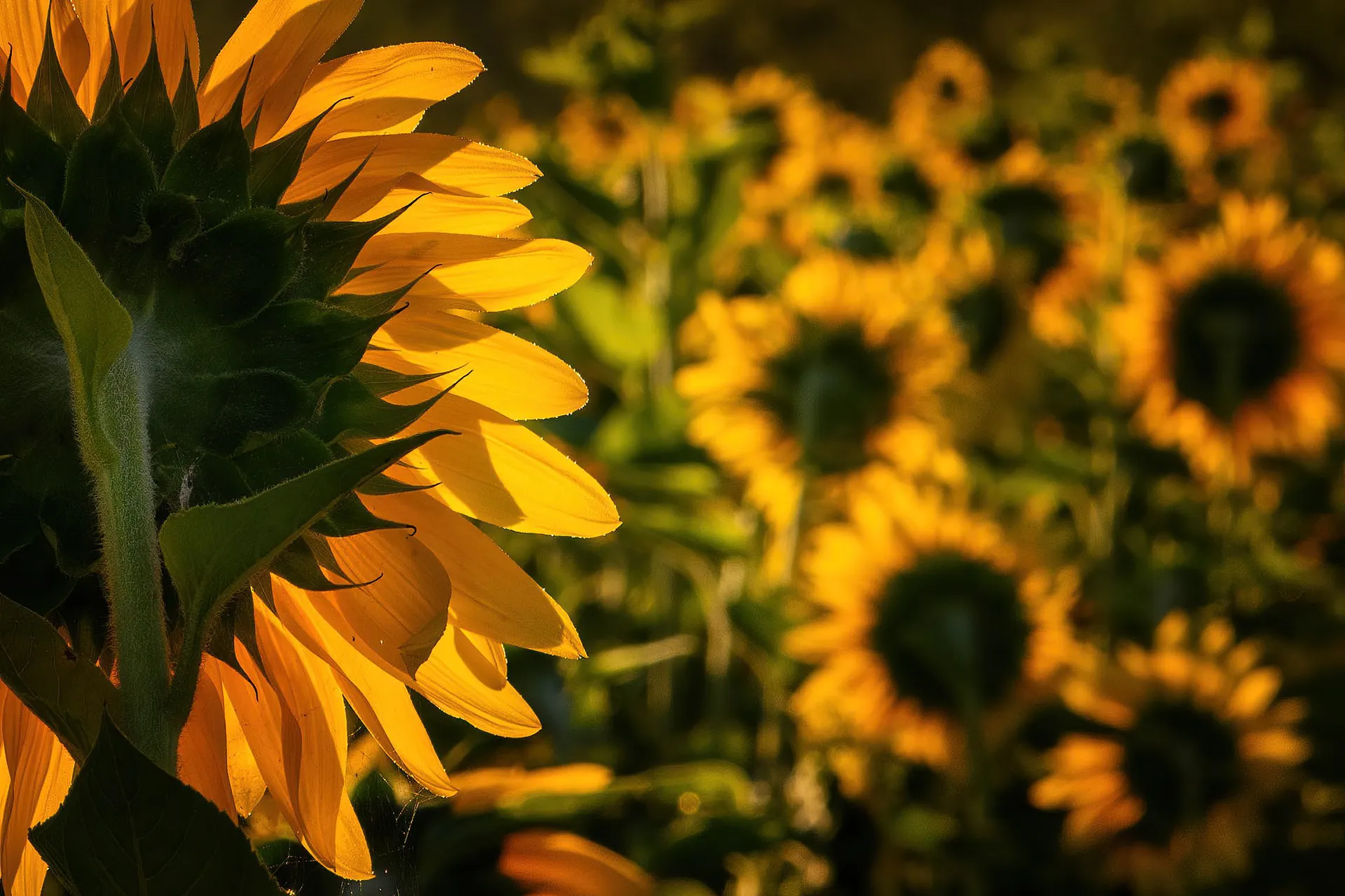 Quelques clichés de Zalipie par Michał Skarbiński quelques cliches de zalipie par michal skarbinski 10 quelques-cliches-de-zalipie-par-michal-skarbinski-10