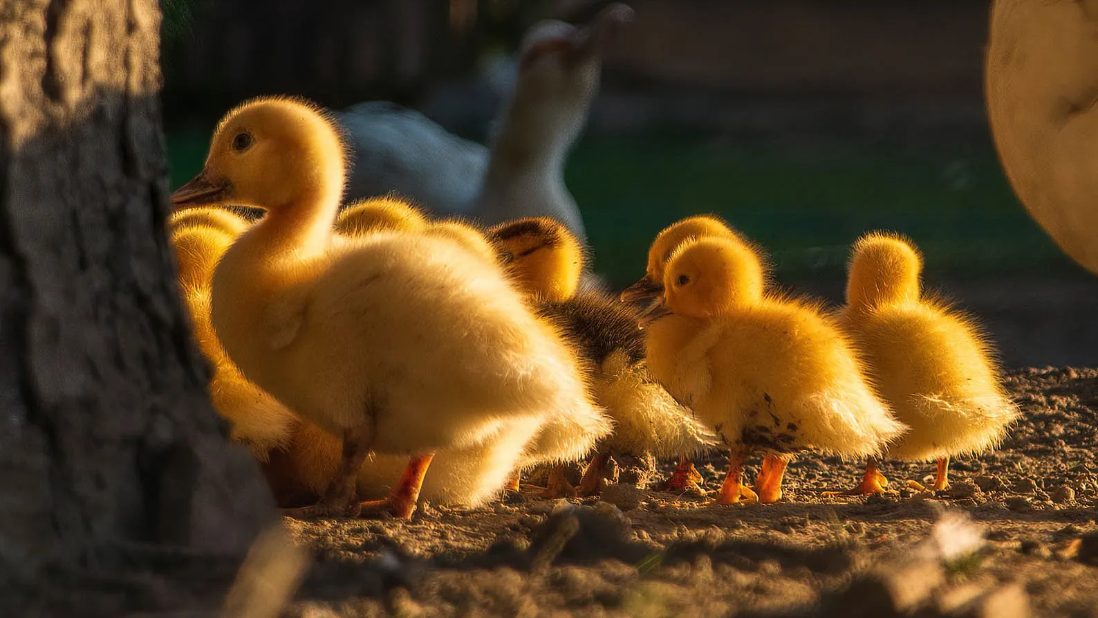 Quelques clichés de Zalipie par Michał Skarbiński quelques cliches de zalipie par michal skarbinski 15 quelques-cliches-de-zalipie-par-michal-skarbinski-15