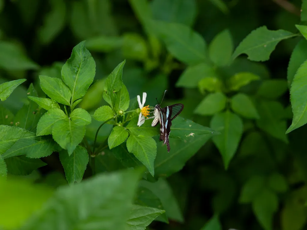Le magnifique vol du papillon à queue de dragon vert vol du papillon a queue de dragon vert lamproptera meges 10 vol-du-papillon-a-queue-de-dragon-vert-lamproptera-meges-10