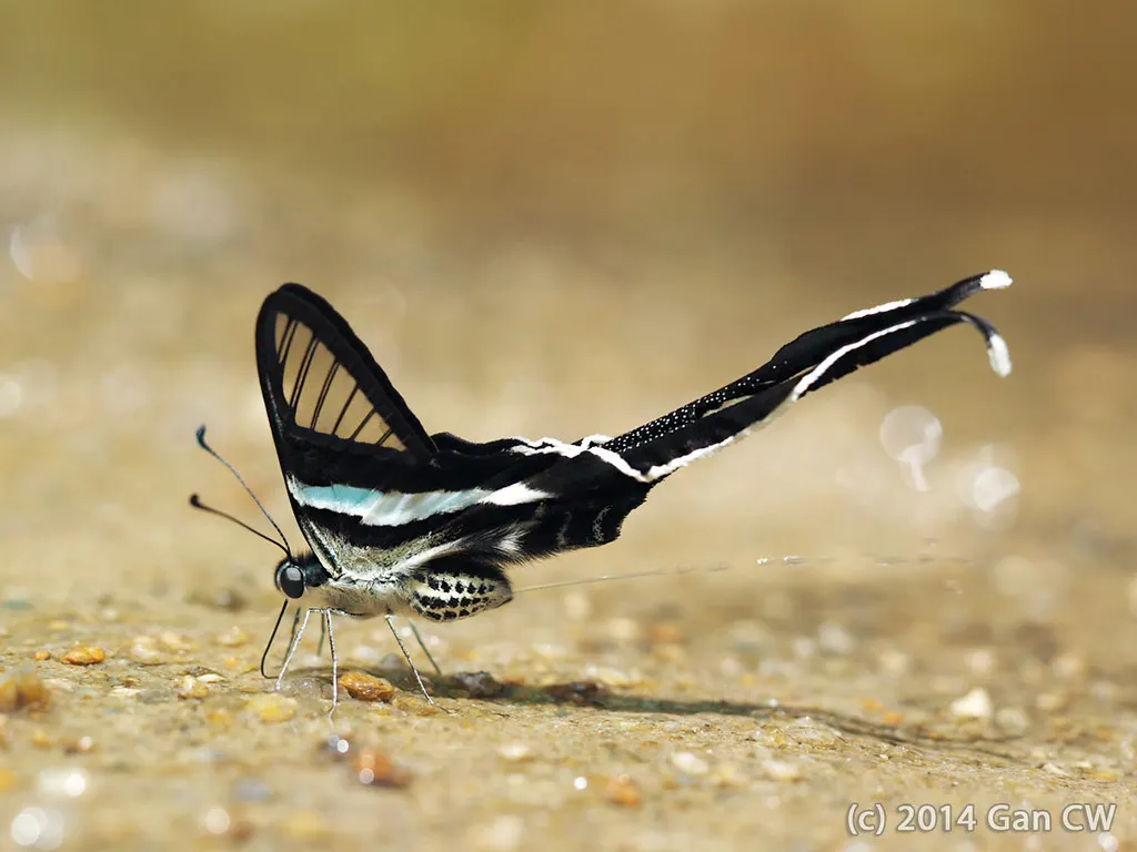 Le magnifique vol du papillon à queue de dragon vert vol du papillon a queue de dragon vert lamproptera meges 2 vol-du-papillon-a-queue-de-dragon-vert-lamproptera-meges-2