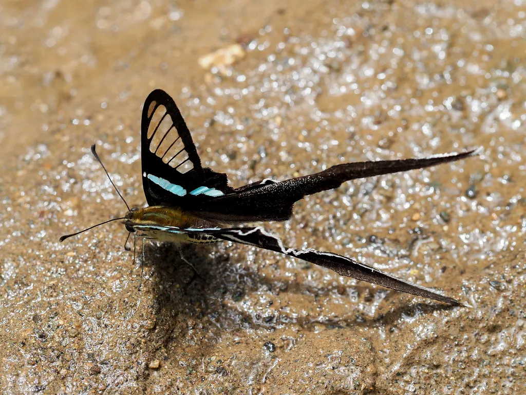 Le magnifique vol du papillon à queue de dragon vert vol du papillon a queue de dragon vert lamproptera meges 4 vol-du-papillon-a-queue-de-dragon-vert-lamproptera-meges-4