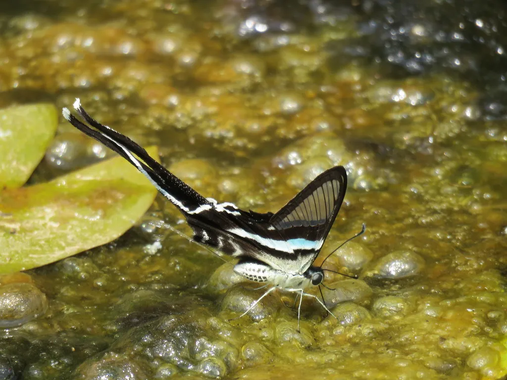 Le magnifique vol du papillon à queue de dragon vert vol du papillon a queue de dragon vert lamproptera meges 5 vol-du-papillon-a-queue-de-dragon-vert-lamproptera-meges-5