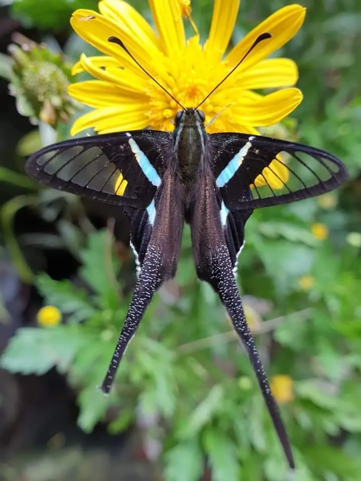 Le magnifique vol du papillon à queue de dragon vert vol du papillon a queue de dragon vert lamproptera meges 6 vol-du-papillon-a-queue-de-dragon-vert-lamproptera-meges-6