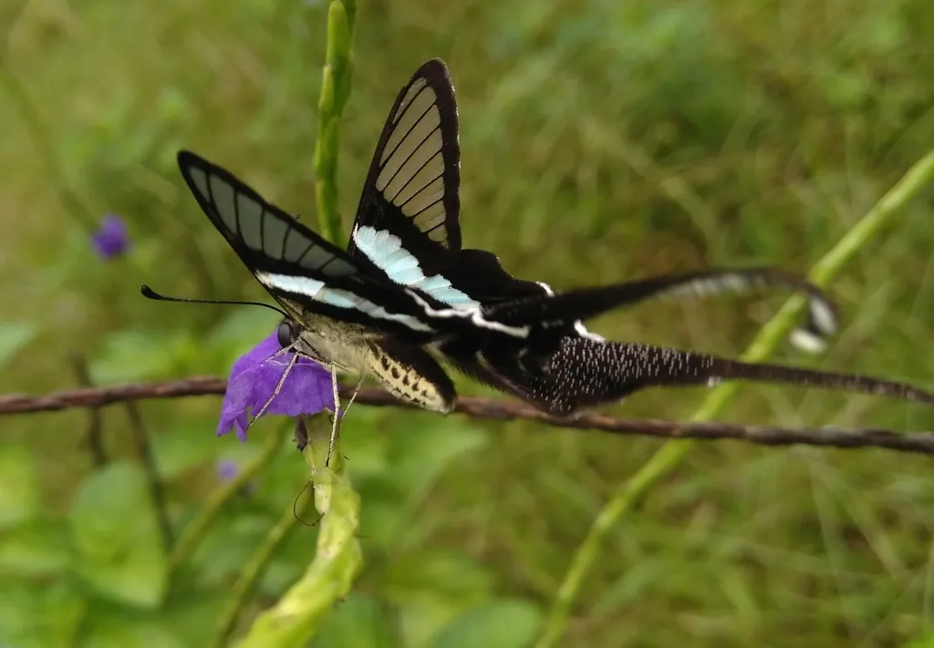 Le magnifique vol du papillon à queue de dragon vert vol du papillon a queue de dragon vert lamproptera meges 7 vol-du-papillon-a-queue-de-dragon-vert-lamproptera-meges-7.