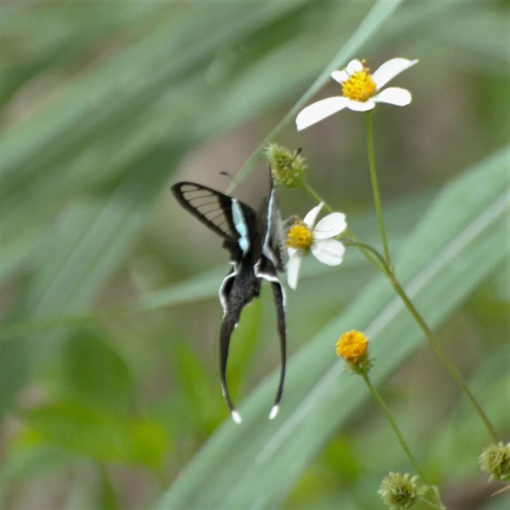Le magnifique vol du papillon à queue de dragon vert vol du papillon a queue de dragon vert lamproptera meges 8 vol-du-papillon-a-queue-de-dragon-vert-lamproptera-meges-8