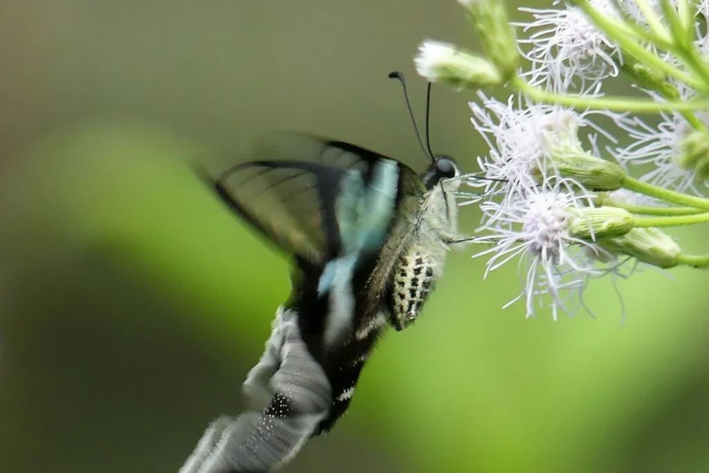 Le magnifique vol du papillon à queue de dragon vert vol du papillon a queue de dragon vert lamproptera meges 9 vol-du-papillon-a-queue-de-dragon-vert-lamproptera-meges-9