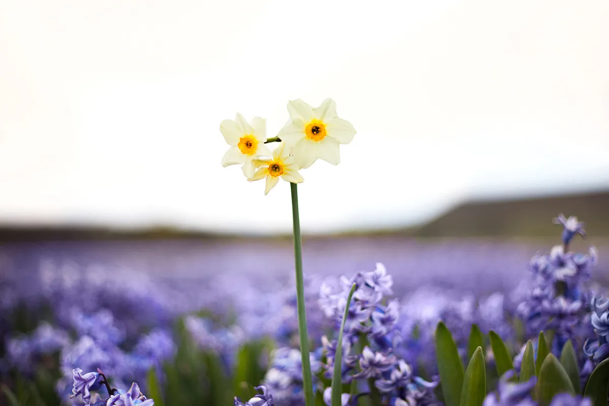 Dutch Rebels, des fleurs en rébellion dutch rebels des fleurs en rebellion 2 dutch-rebels-des-fleurs-en-rebellion-2