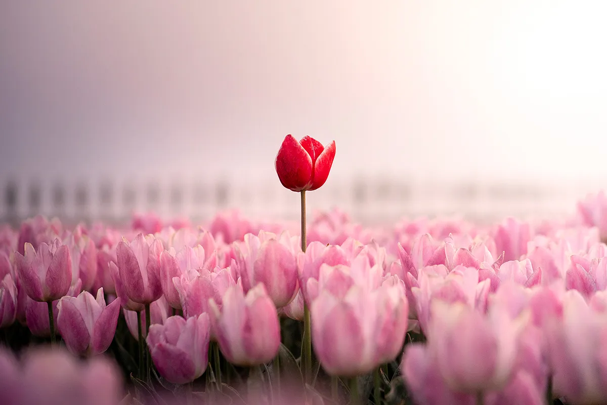 Dutch Rebels, des fleurs en rébellion dutch rebels des fleurs en rebellion 3 dutch-rebels-des-fleurs-en-rebellion-3